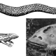 Image for article titled A Field Guide to Cryptids From Europe and Africa
